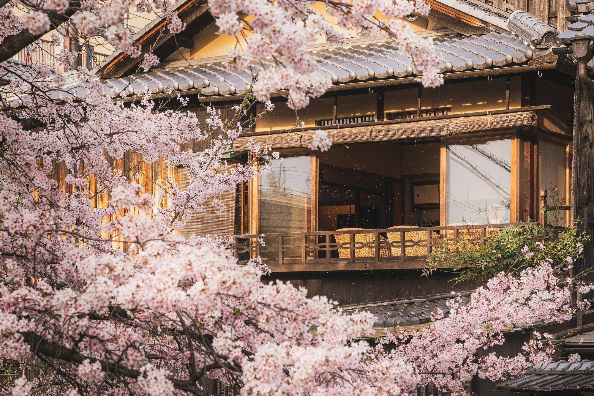 Kore – Japonya Sakura Zamanı